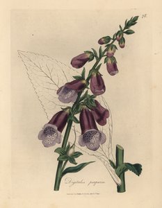 Mor yüksük otu, Digitalis purpurea by James Sowerby