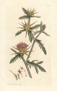 Mor starthistle, Centaurea calcitrapa (Centauree hatchback, Centauree etoilee veya Star Thistle) James Smith's English Botany, Londra'dan James Sowerby tarafından yapılmış bir illüstrasyondan sonra elle boyanmış bakır levha gravürü by James Sowerby