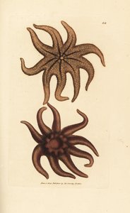Mor güneş yıldızı, Solaster endeca (Dokuz ışınlı denizyıldızı, Asterias endeca). The British Miscellany'den James Sowerby tarafından elle boyanmış bakır levha gravürü veya yeni, nadir veya az bilinen hayvan konularının renkli figürleri. by James Sowerby