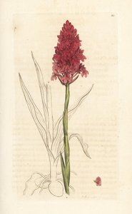 Piramidal orkide, Anacamptis pyramidalis (Pyramidal orchis, Orchis pyramidalis). James Smith's English Botany, Londra'dan James Sowerby tarafından yapılan bir illüstrasyondan sonra elle boyanmış bakır levha gravürü by James Sowerby