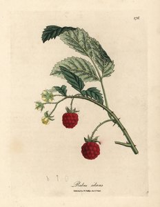 Olgun meyve ve sarı çiçekler, Rubus idaeus ile ahududu çalı by James Sowerby