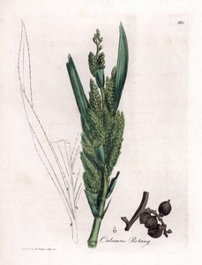 Rattan Palmiye - Döner kamışı, Hint kamışı döner. William Woodville'den James Sowerby ve Sir William Jackson Hooker'ın “” Medical Botany,” John Bohn, Londra'dan yaptığı bir botanik illüstrasyondan elde boyanmış bakır levha gravürü by James Sowerby