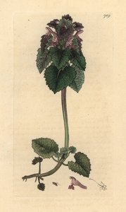Kırmızı ısırgan otu, Lamium purpureum James Smith'in İngiliz Botaniği için James Sowerby tarafından yapılmış bir çizimden sonra elle boyanmış bakır levha gravürü by James Sowerby