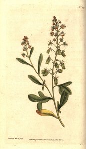 Reseda odorant - Tatlı kokulu reseda veya mignonette, Reseda odorata. William Curtis'in The Botanical Magazine'den James Sowerby'nin el boyaması bakır levha gravürü ve botanik çizimi, Lambeth Marsh, Londra by James Sowerby