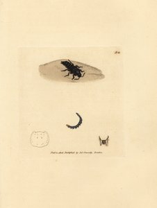 Rove böceği, Velleius dilatatus (Tırtıklı boynuzlu Staphylinus, Staphylinus concolor). The British Miscellany'den James Sowerby'nin El Boyalı Bakır Levha Gravürü veya Yeni, Nadir veya Az Bilinen Hayvan Konularının Renkli Figürleri. by James Sowerby