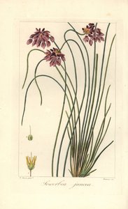 Rush lily, Sowerbaea juncea, Avustralya'ya özgü. Adını botanik sanatçısı James Sowerby'den almıştır. Mordant de Launay'ın “Herbier General de l'Amateur” Aud adlı eserinden Pancrace Bessa'nın botanik illüstrasyonundan Barrois tarafından  by James Sowerby