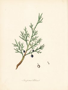 Sabine ardıç - Ortak savin veya ardıç savin, Juniperus sabina. William Woodville'den James Sowerby tarafından yapılan bir illüstrasyondan ve Sir William Jackson Hooker'ın “Medical Botany” adlı eserinden alınmıştır.” by James Sowerby