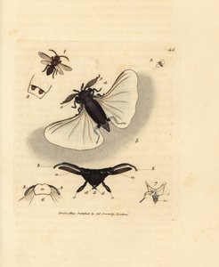 Kum arısı paraziti, Stylops melittae. The British Miscellany'den James Sowerby tarafından elle boyanmış bakır levha gravürü veya yeni, nadir veya az bilinen hayvan konularının renkli figürleri. by James Sowerby