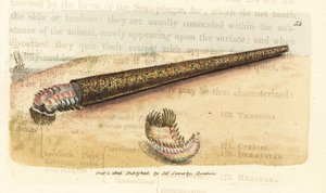 Kum tüpü oluşturan halkalı fan kurdu, Pectinaria belgica (Nereis pectinata). The British Miscellany'den James Sowerby tarafından elle boyanmış bakır levha gravürü veya yeni, nadir veya az bilinen hayvan konularının renkli figürleri. by James Sowerby