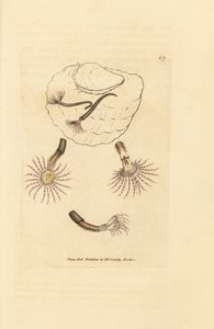 Kızıl duyargalı kum solucanı, Amphitrite rosea. The British Miscellany'den James Sowerby tarafından elle boyanmış bakır levha gravürü veya yeni, nadir veya az bilinen hayvan konularının renkli figürleri. by James Sowerby