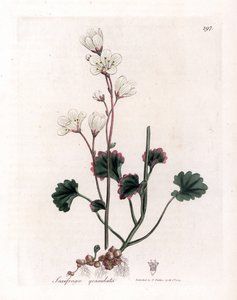 Saxifrage granül veya kabarcıklar - Beyaz saksafon, Saxifraga granulata. William Woodville'den James Sowerby ve Sir William Jackson Hooker'ın “” Medical Botany,” John Bohn, Londra'dan yaptığı bir botanik illüstrasyondan elle boyanmış bakır levh by James Sowerby