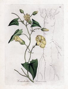 Scamonee - Scammony gündüzsefası, Convolvulus scammonia. William Woodville'den James Sowerby ve Sir William Jackson Hooker'ın “” Medical Botany,” John Bohn, Londra'dan yaptığı bir botanik illüstrasyondan elle boyanmış bakır levha gravürü by James Sowerby