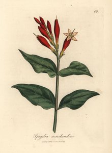 Kızıl çiçekli Hint pembesi, Spigelia marilandica by James Sowerby