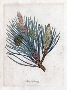 Sarıçam - Sarıçam veya Sarıçam, Pinus sylvestris. William Woodville'den James Sowerby ve Sir William Jackson Hooker'ın "" Medical Botany"," John Bohn, Londra'dan yaptığı bir botanik illüstrasyondan elle boyanmış bakır levha 