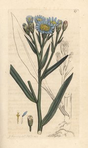 Deniz dalyası, Tripolium pannonicum subsp. tripolium (Sea starwort, Aster tripolium) (Aster maritime) James Smith's English Botany, Londra'dan James Sowerby tarafından yapılmış bir illüstrasyondan sonra elle boyanmış bakır levha gravürü by James Sowerby