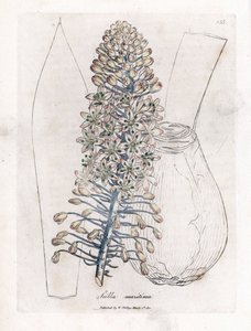 Deniz soğanı veya kalamar, Drimia maritima. William Woodville'den James Sowerby ve Sir William Jackson Hooker'ın "" Medical Botany"," John Bohn, Londra'dan yaptığı bir botanik illüstrasyondan elle boyanmış bakır levha gravür by James Sowerby