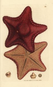 Deniz yıldızı veya deniz yıldızı, Hippasteria phrygiana (Asterias equestris?). The British Miscellany'den James Sowerby tarafından elle boyanmış bakır levha gravürü veya yeni, nadir veya az bilinen hayvan konularının renkli figürleri. by James Sowerby