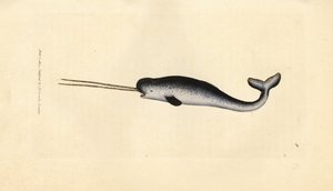 Deniz tek boynuzlu atı veya deniz gergedanı, Monodon monoceros. Çift dişli nadir örnek. The British Miscellany'den James Sowerby tarafından elle boyanmış bakır levha gravürü veya yeni, nadir veya az bilinen hayvan konularının renkli figürleri. by James Sowerby