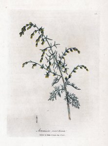 Deniz pelin, Artemisia maritima. William Woodville'den James Sowerby ve Sir William Jackson Hooker'ın "" Medical Botany"," John Bohn, Londra'dan yaptığı bir botanik illüstrasyondan elle boyanmış bakır levha gravürü by James Sowerby