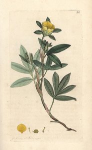 Çalı beşparmakotu, Dasiphora fruticosa veya Potentilla fruticosa (Cinquefoil frutescente ou la beşparmakotu shbustive) James Smith's English Botany, Londra'dan James Sowerby tarafından yapılmış bir illüstrasyondan sonra elle boyanmış bakır levha gr by James Sowerby