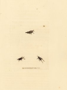 İnce çekirge, Tetrix subulata (AWL-şekilli acrydium, Acrydium subulatum). The British Miscellany'den James Sowerby tarafından elle boyanmış bakır levha gravürü veya yeni, nadir veya az bilinen hayvan konularının renkli figürleri. by James Sowerby
