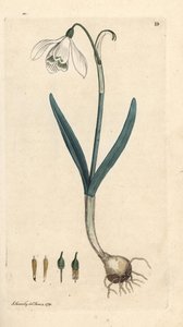 Kardelen, Galanthus nivalis. James Smith's English Botany, Londra'dan James Sowerby tarafından yapılan bir illüstrasyondan sonra elle boyanmış bakır levha gravürü by James Sowerby