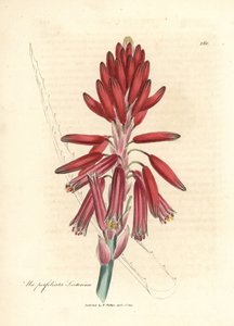 Socotorine aloe, Aloe perfoliata socotorine by James Sowerby
