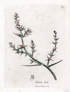 Soda brulee - Dikenli tuzlu su, Kali turgida. William Woodville'den James Sowerby ve Sir William Jackson Hooker'ın “” Medical Botany,” John Bohn, Londra'dan yaptığı bir botanik illüstrasyondan elde boyanmış bakır levha gravürü by James Sowerby
