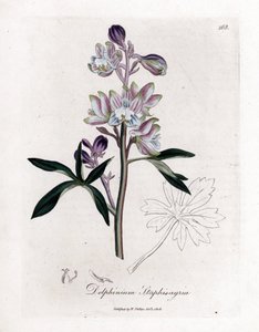 Staphisegar veya bitli çimen veya gutlu veya yabani üzümlü çimen - Palmated larkspur veya stavesacre, Delphinium staphisagria. William Woodville ve Sir William Jackson H'den James Sowerby'nin botanik bir çiziminden elle boyanmış bakır levha gravürü by James Sowerby