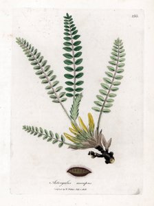 Sapsız Astragalus - Sapsız geveni, Astragalus excapus. William Woodville'den James Sowerby ve Sir William Jackson Hooker'ın “” Medical Botany,” John Bohn, Londra'dan yaptığı bir botanik illüstrasyondan elle boyanmış bakır levha gravürü by James Sowerby