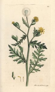 Kokuşmuş veya yapışkan yer yosunu, Senecio viscosus (viskoz senecon) James Sowerby'nin James Smith's English Botany, Londra'dan yaptığı bir illüstrasyondan sonra elle boyanmış bakır levha gravürü by James Sowerby