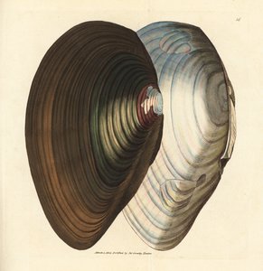 Kuğu midyesi, Anodonta stagnalis (Mytilus stagnalis). The British Miscellany'den James Sowerby tarafından elle boyanmış bakır levha gravürü veya yeni, nadir veya az bilinen hayvan konularının renkli figürleri. by James Sowerby