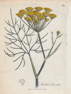Tatlı rezene (veya Provence rezene). Botanique Medicinale'de James Sowerby'nin (1757-1822) bir çiziminden elde boyanmış bakır gravür by James Sowerby