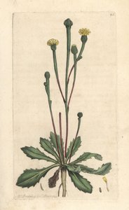 Swin'in otu, Arnoseris minima (Hyoseris minima). James Smith's English Botany, Londra'dan James Sowerby tarafından yapılan bir illüstrasyondan sonra elle boyanmış bakır levha gravürü by James Sowerby