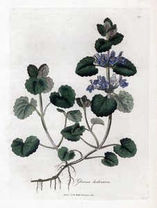 Karasal Sarmaşık - Öğütülmüş sarmaşık, Glecoma hederacea. William Woodville'den James Sowerby ve Sir William Jackson Hooker'ın "" Medical Botany"," John Bohn, Londra'dan yaptığı bir botanik illüstrasyondan elle boyanmış bakı by James Sowerby