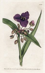 Tradescantia ou setcreasee - William Curtis'in Botanical Magazine'den (1746-1799) James Sowerby'nin (1757-1822) litografisi by James Sowerby