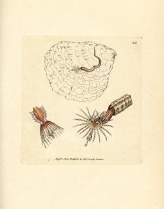 Tüp oluşturan halkalı fan kurdu, Spirobranchus triqueter. The British Miscellany'den James Sowerby tarafından elle boyanmış bakır levha gravürü veya yeni, nadir veya az bilinen hayvan konularının renkli figürleri. by James Sowerby