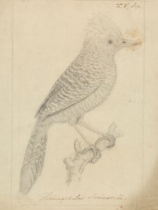 Püsküllü Antshrike by James Sowerby