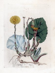 Tuslage veya eşek yok - Coltsfoot, Tussilago fara. William Woodville'den James Sowerby ve Sir William Jackson Hooker'ın “” Medical Botany,” John Bohn, Londra'dan yaptığı bir botanik illüstrasyondan elle boyanmış bakır levha gravürü by James Sowerby