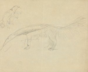 iki karıncayiyen by James Sowerby