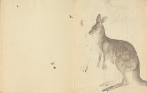 Ayrıntılarıyla İki Kanguru by James Sowerby