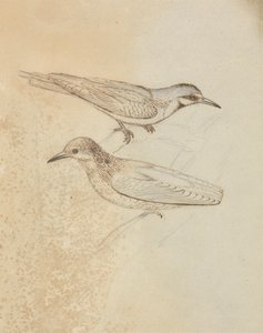 İki Ağaç Sürüneni mi? by James Sowerby