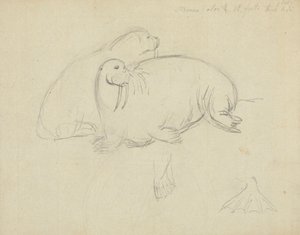 Palet Detaylı İki Mors by James Sowerby