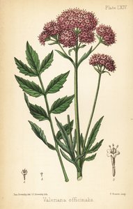 Valerian, Valeriana officinalis. Edward Hamilton's Flora Homeopathica, Bailliere, Londra'dan James Sowerby tarafından yapılan bir illüstrasyondan sonra Charlotte Caroline Sowerby tarafından elle boyanmış litografi