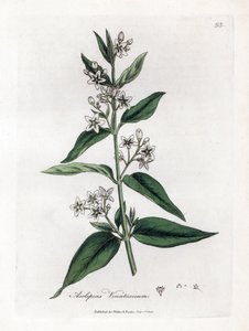 Çeşitli asclepias - Swallowwort, Asclepias vincetoxicum. William Woodville'den James Sowerby ve Sir William Jackson Hooker'ın “” Medical Botany,” John Bohn, Londra'dan yaptığı bir botanik illüstrasyondan elde boyanmış bakır levha gravürü by James Sowerby