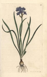 Vernal veya bahar squill, Scilla verna (Spring Scille) James Sowerby'nin James Smith's English Botany, Londra'dan yaptığı bir illüstrasyondan sonra elle boyanmış bakır levha gravürü by James Sowerby