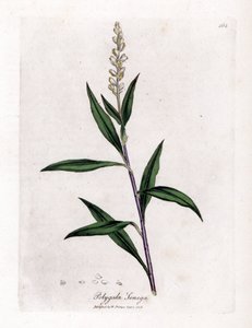 Virginia polygale veya süt otu - Senega, Polygala senega. William Woodville'den James Sowerby ve Sir William Jackson Hooker'ın “” Medical Botany,” John Bohn, Londra'dan yaptığı bir botanik illüstrasyondan elle boyanmış bakır levha gravürü by James Sowerby