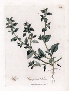 Vuvaire - Pis kokulu kaz ayağı, Chenopodium vulvaria. William Woodville'den James Sowerby ve Sir William Jackson Hooker'ın "" Medical Botany"," John Bohn, Londra'dan yaptığı bir botanik illüstrasyondan elle boyanmış bakır le by James Sowerby