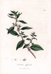 Duvar pelitory, Parietaria officinalis. William Woodville'den James Sowerby ve Sir William Jackson Hooker'ın “” Medical Botany,” John Bohn, Londra'dan yaptığı bir botanik illüstrasyondan elde boyanmış bakır levha gravürü by James Sowerby