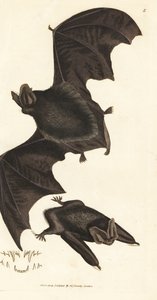 Batı barbastelle yarasası, Barbastella barbastellus barbastellus (Vespertilio barbastellus). The British Miscellany'den James Sowerby tarafından elle boyanmış bakır levha gravürü veya yeni, nadir veya az bilinen hayvan konularının renkli figürleri. by James Sowerby